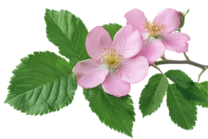 AI generated Delicate Pink Wild Rose with Leaves png