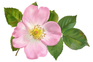 AI generated Delicate Pink Wild Rose with Leaves png