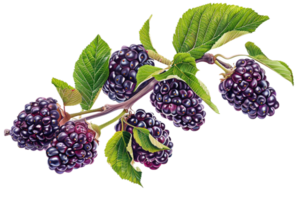 ai generiert reif Brombeeren auf Ast png