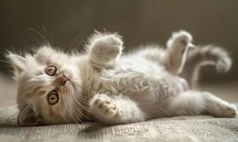 AI generated Cute white british shorthair cat lying on the floor and looking up photo