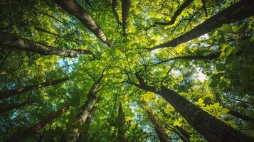 AI generated forest trees view from below into the sky. nature green wood sunlight backgrounds photo