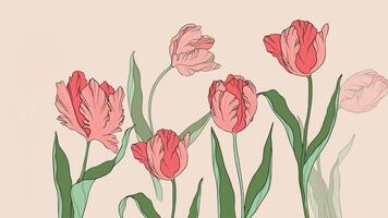 viver ilustração tulipas silhueta contorno desenho animado animação pétalas folhas verão Primavera botânica mulheres dia, da mãe, Casamento convite, modelo, cumprimento cartão, floral projeto, flores, plantas video