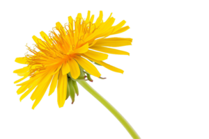 AI generated Vibrant Yellow Dandelion Flower png