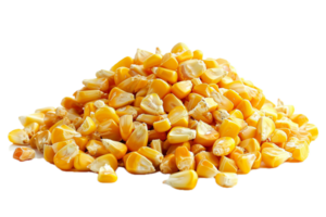 AI generated Pile of Harvested Corn Kernels png