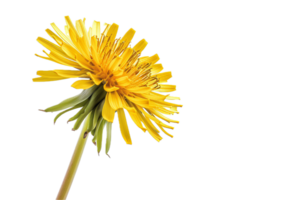 ai gerado vibrante amarelo dente de leão flor png