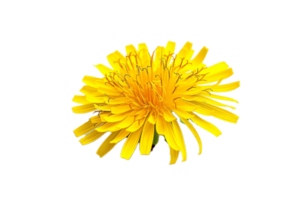 ai generado vibrante amarillo diente de león flor png