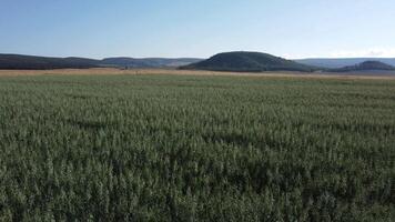 aereo Visualizza su verde Grano campo nel campagna. campo di Grano soffiaggio nel il vento a soleggiato primavera giorno. orecchie di orzo Ritaglia nel natura. agronomia, industria e cibo produzione. video