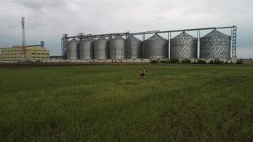 Grain elevator. Metal grain elevator in agricultural zone. Agriculture storage for harvest. Grain elevators on green nature background. Exterior of agricultural factory. Nobody. video