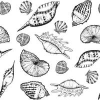 Hand-drawn ink illustration. Black and white. Seamless pattern with sea shells on white background. Vector