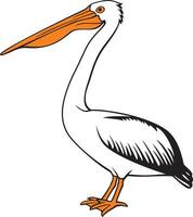 Pelican Bird Color Vector Illustration