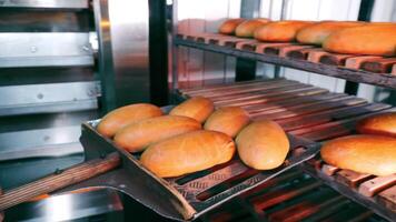 uma padeiro leva Fora recentemente cozido pão a partir de a forno. cozimento pão dentro a padaria. cozido pão é removido a partir de a forno dentro uma padaria. video