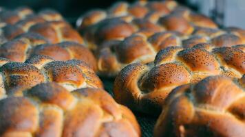 frisch gebacken geflochten Gebäck mit Mohn Samen. traditionell Bäckerei video