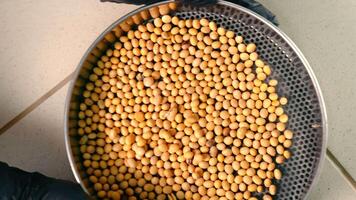 Raw soybean seeds top view. Filtration of soybeans and grains. Healthy Eating video