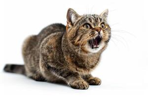 AI generated cat fear stiff with an arched back.ai generative photo