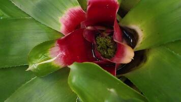 Beautiful bromeliad flower bloomed. Red flower video