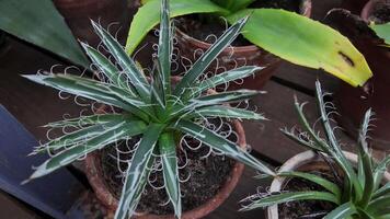 Agave filamentous succulent grows in a pot video