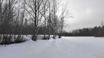 invierno naturaleza en el lago, bosque todas alrededor. alto calidad 4k imágenes video