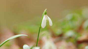 März 8 Urlaub. Schneeglöckchen im Blume. schön Weiß Blühen. Galanthus Nivalis Blumen. video