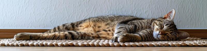 AI generated Cute relaxed cat lying on cool mat in hot day , white wall background, summer heat. ai generated photo