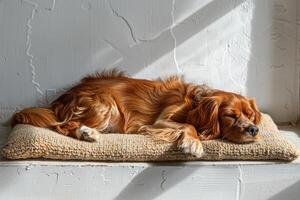 AI generated Cute relaxed dog lying on cool mat in hot day , white wall background, summer heat. ai generated photo