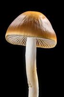 AI generated Close Up of Mushroom on Black Background. AI generated photo