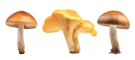 AI generated Three Different Types of Mushrooms on a White Background. Isolated. AI generated photo