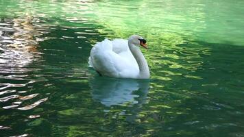 magnifique blanc cygne avec duveteux ailes flottant sur le Lac dans le parc sur une ensoleillé journée. animaux, des oiseaux et faune, Voyage et vacances concept. lent mouvement video