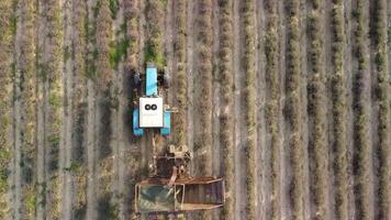 aéreo zangão Visão do uma trator colheita flores dentro uma lavanda campo. abstrato topo Visão do uma roxa lavanda campo durante colheita usando agrícola maquinaria. video