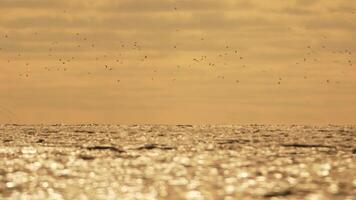 abstrato mar oceano pôr do sol natureza fundo com gaivotas e pescaria barco traineira pega peixe enquanto Navegando em mar às horizonte dentro distância vela para pegar escola do peixe em calma mar superfície dentro verão. video