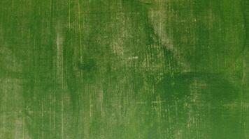 aereo Visualizza su verde Grano campo nel campagna. campo di Grano soffiaggio nel il vento su tramonto. giovane e verde spighette. orecchie di orzo Ritaglia nel natura. agronomia, industria e cibo produzione. video