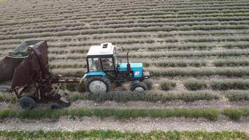 Aerial drone view of a tractor harvesting flowers in a lavender field. Abstract top view of a purple lavender field during harvesting using agricultural machinery. video