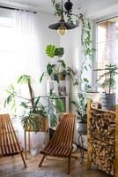 Tropical indoor plants in the interior room white loft in country house, wooden furniture, firewood for fireplace in sunlight. Houseplant Growing and caring for potted plant, green home in cottage photo