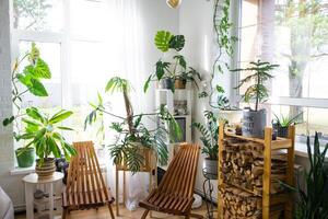 Tropical indoor plants in the interior room white loft in country house, wooden furniture, firewood for fireplace in sunlight. Houseplant Growing and caring for potted plant, green home in cottage photo