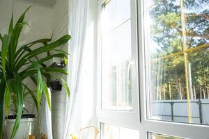 Window from inside the house plastic double-glazed window view outside to the sunny forest - interior salon with potted plants, clean glass after cleaning windows, closed window photo