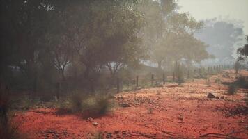 encantado camino, perdido en el brumoso australiano arbusto video