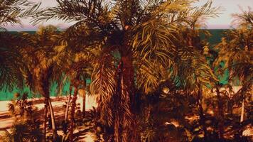 A painting of palm trees on a beach video