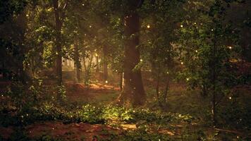 un bosque lleno con un montón de arboles cubierto en luces video