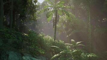 betoverd toevluchtsoord, een groen tapijtwerk overspoelen in een myriade van majestueus bomen video