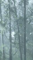 A serene bamboo forest covered in a mystical fog video