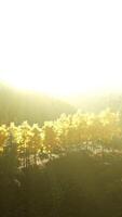 Sunlight streaming through trees in a mountainous landscape video