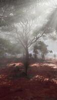 Sunlight streaming through foggy forest trees video