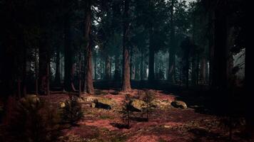 dense séquoia forêt, une majestueux collection de imposant des arbres video