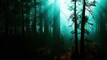 Sequoia Forest, Lush Abundance of Towering Trees video