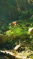 A stream running through a lush green forest video