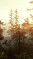 A foggy forest with rays of sunlight filtering through the trees video