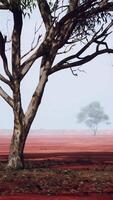 uma solitário árvore em pé dentro uma vibrante vermelho campo video