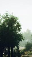 A foggy dirt road surrounded by trees video