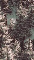 A beautiful winter wonderland with snow-covered trees in a forest video