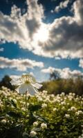 AI generated White flowers of a blossoming. ai generative photo