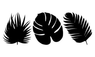 Tropical leaves vector. Set of palm leaves silhouettes isolated on white background vector